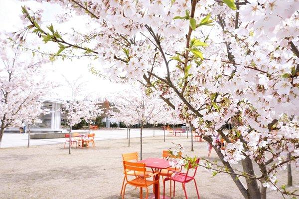 Dining Groove with Cherry Blossoms.