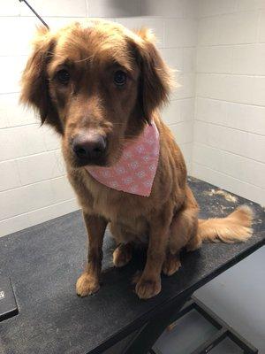 Ruby the Golden Retriever puppy coming in for a trim up and bath