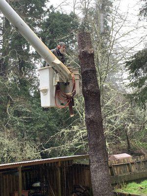 Charlie removing my double trunk tree