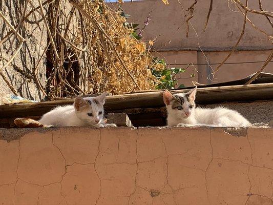 Moroccan Cats!