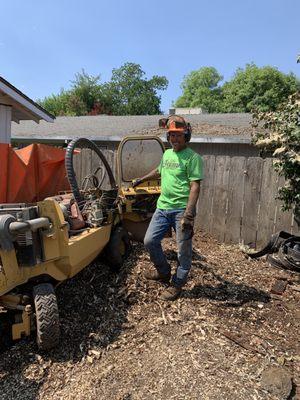 Stump Grinding and Clean Up !