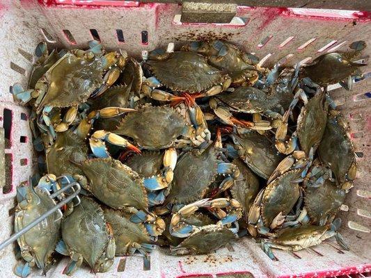 Big blue crabs