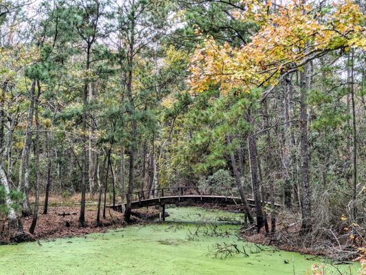 Nags Head Woods Ecological Preserve