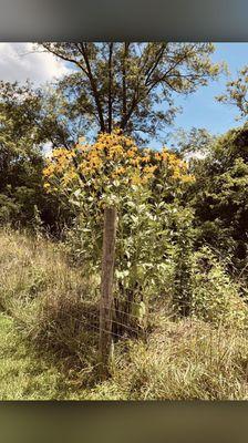 Black-Eyed Susans