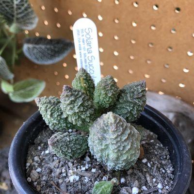 Adromischus marianae f. herrei ?