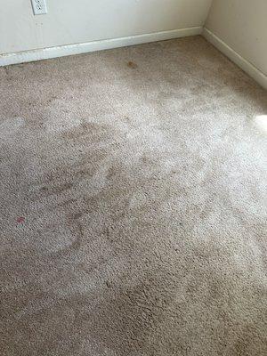 Steam Pro Carpet Cleaner