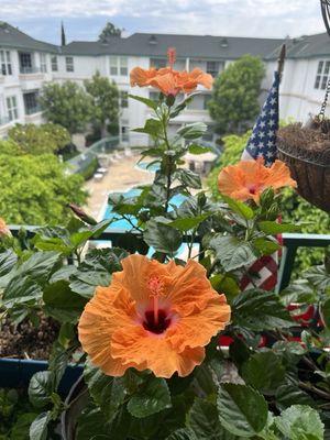 A view of the pool from our balcony at Creekview Senior Community.