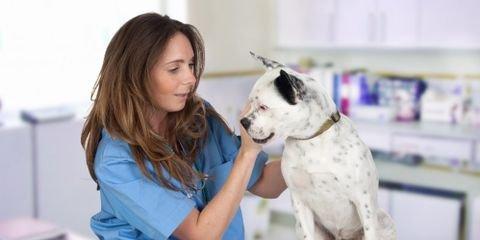 Canine Influenza FAQ