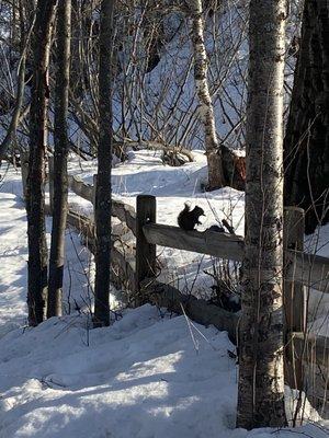 Squirrel checking us out!