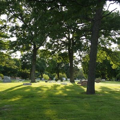 Our regal old oaks create a stunning canopy of light and shadow.