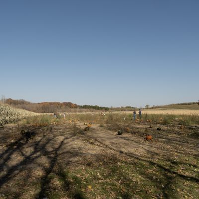 2nd Pumpkin patch field, slim pickings