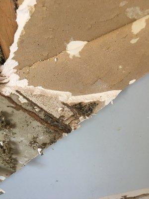 Mold typically grows on the paper backing of drywall