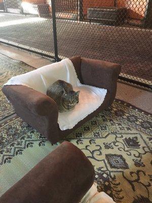 Red Barn Cat Clinic's Cat Hotel is awesome!