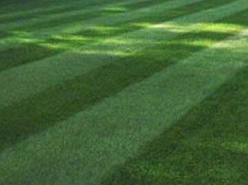 Great clean lawn