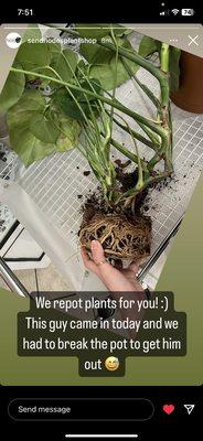 My monstera roots before