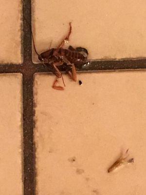 This roach was on the bathroom floor, running toward me. I smashed it with my shoe and then shot this image. SO GROSS!