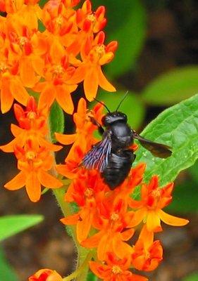 Bee with butterfly weed