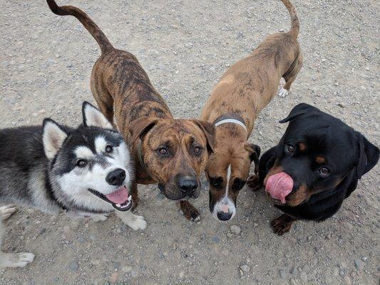 The FURlough Dog Daycare and Pet Resort