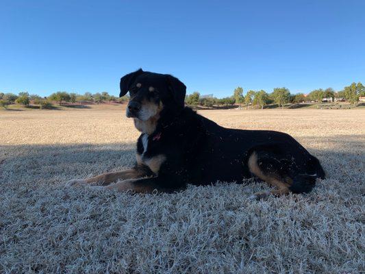 Nikki just chillin at the park.