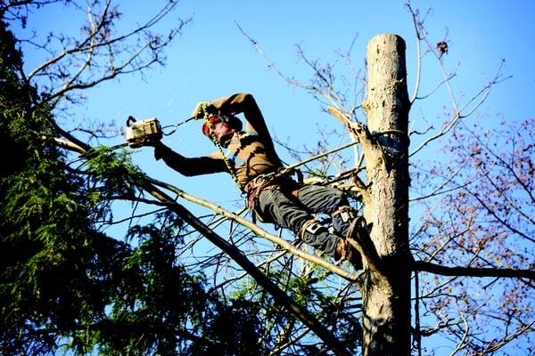 Ajax Tree Service