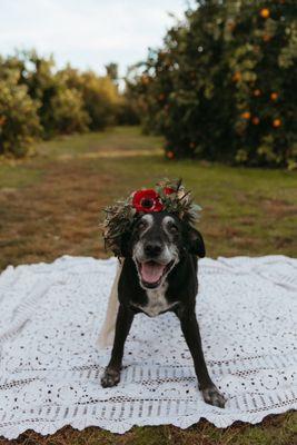 Perfect floral crown made with adjustable sizing