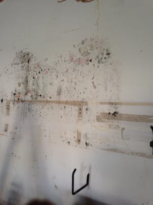 Mold Remediation