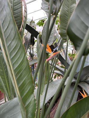 Mann Leiser Memorial Greenhouse & The Horticulture Complex