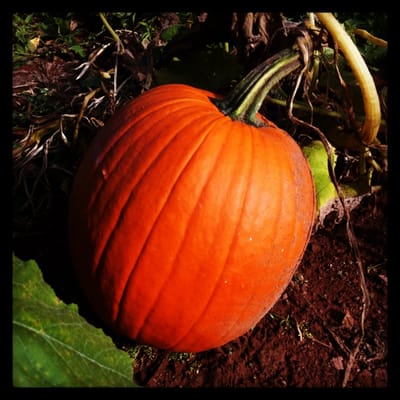 Pumpkin!