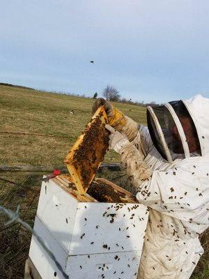 Heavenly Honey And Bee Removal