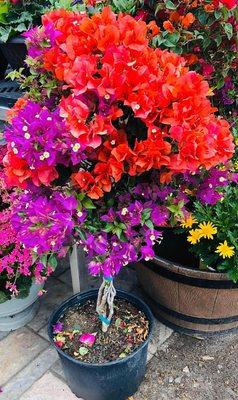 Bougainvillea