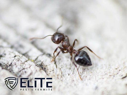 Elite Pest & Termite