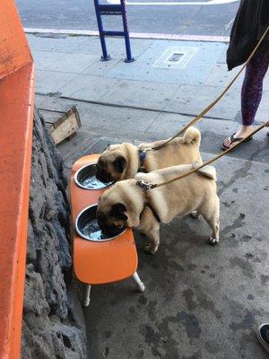 Our shop pugs enjoying complimentary canine water for all!