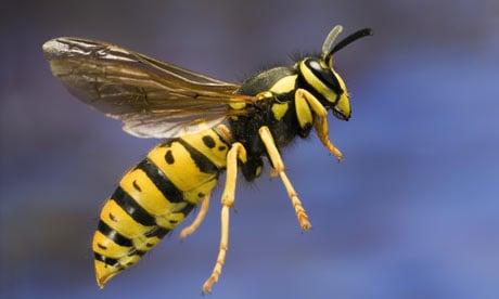 Wasps