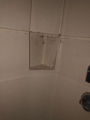 Mold in the shower