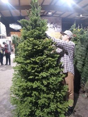 Marcus with a Noble Fir tree