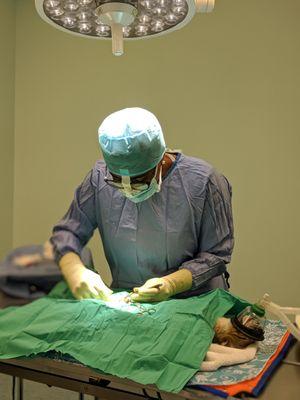 Dr. Haskins performs a spay procedure on a cat at the Susan M. Markel Veterinary Hospital.