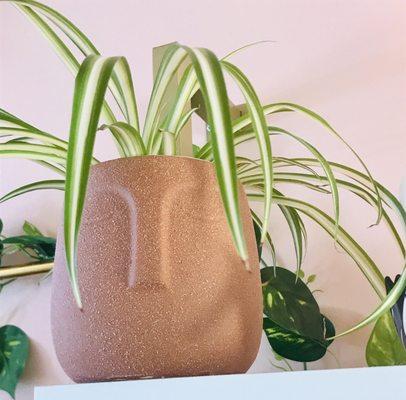 Sweet spider plant and swooning over this fab planter