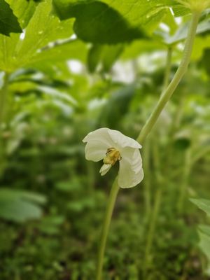 Maypop flower