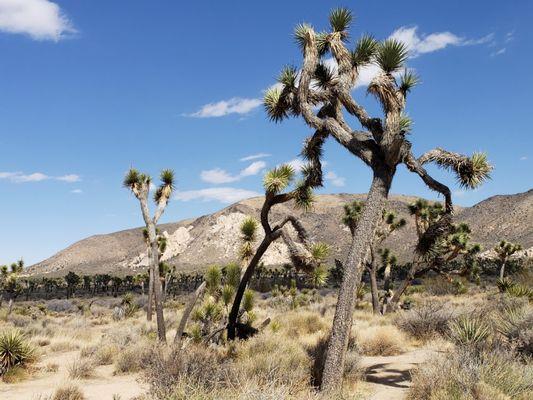 Joshua Trees for as far as the eye could see