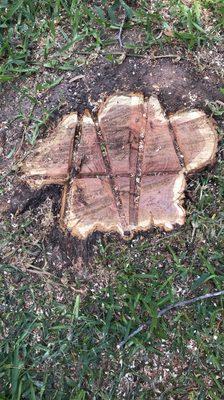 Tree stump -AA