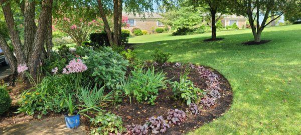 Silver Scrolls Coral bells border planting