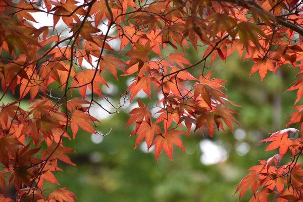 Japanese Garden photo Copyright@Chelsea Messina