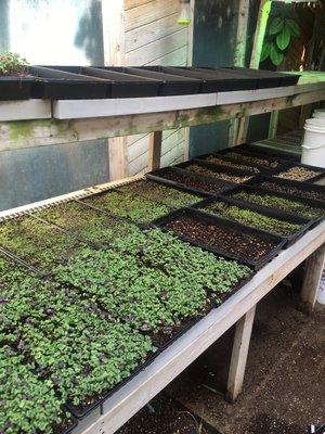 Our organic microgreens