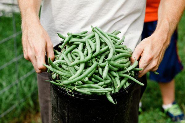 Volunteer holding green beans from the Farmstead garden.