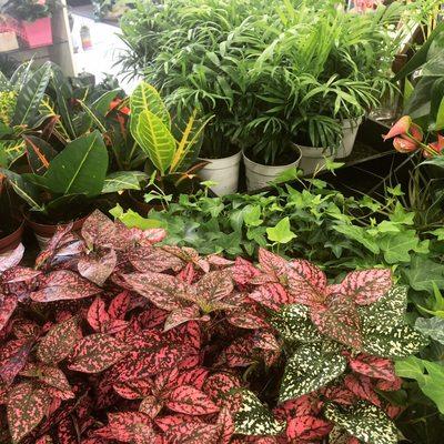 Wholesale Plants