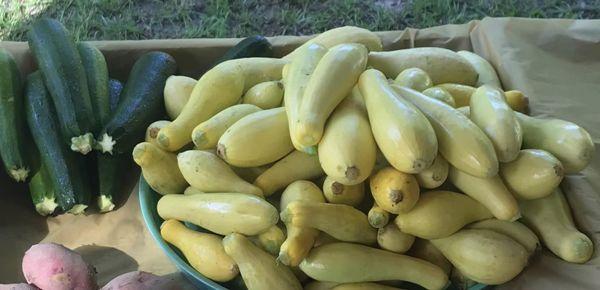 Yellow squash and zucchini