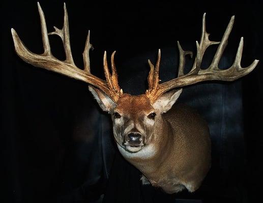 Mountain Man Taxidermy