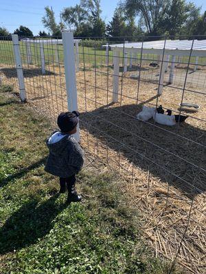 Baby girl enjoying the ducks.