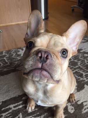 The cutest face - excited to see his pet sitter and head out for some love and a dog walking good time.