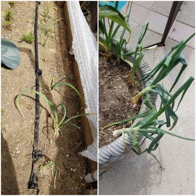 Onions in serrano soil (left) vs. onions from the same batch in regular soil planted at the same time.